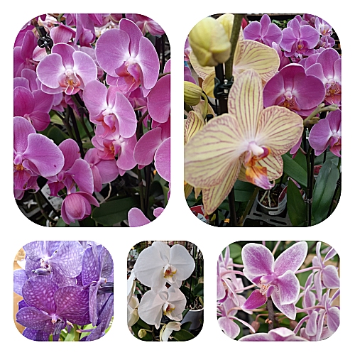 orchideeen