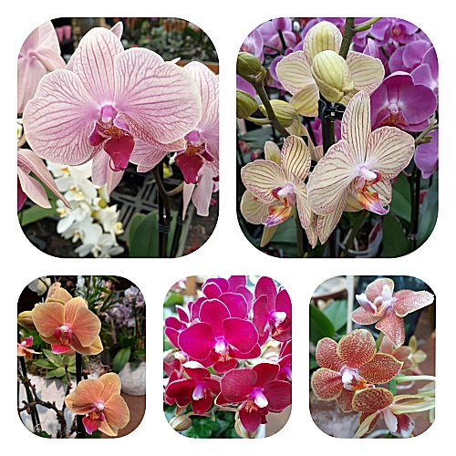 Orchideeen
