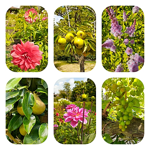 Bloemen en fruit in de tuin