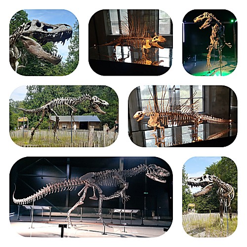 Dino skelet