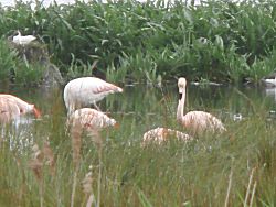 meer Flamingos