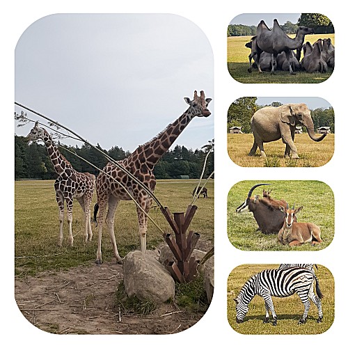 Safaripark Knuthenborg